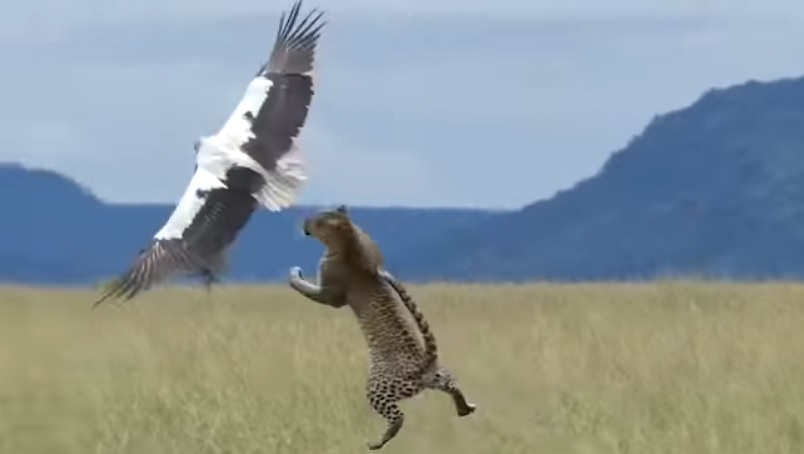 Egy gólya és egy leopárd lélegzetelállító küzdelmén ámul az internet – videó