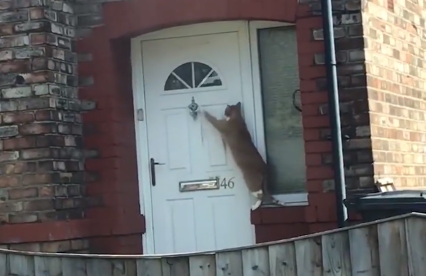Tömegek hidaltak le a világ legudvariasabb macskájától – videó
