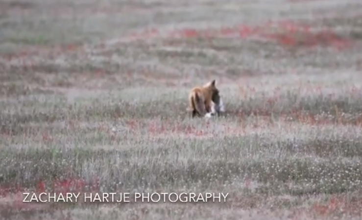 Nyulat fogott a róka, de aztán megbánta azt is, amikor megszületett – videó