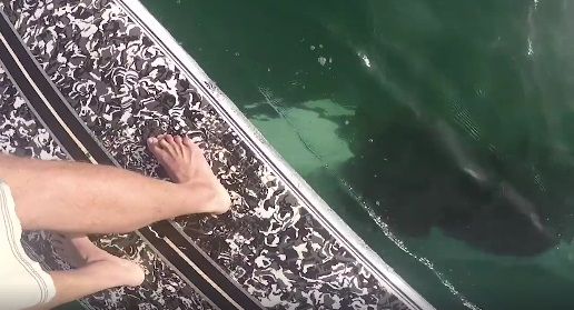 A szörfös olyat látott a vízben, hogy levegőért kapkodott a döbbenettől – videó