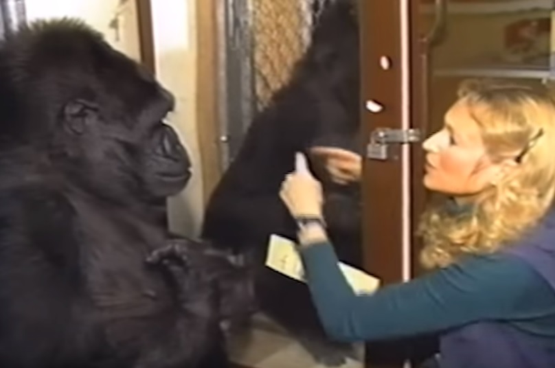 Meghalt Koko, a gorilla, aki jelnyelven beszélgetett az emberekkel – videók