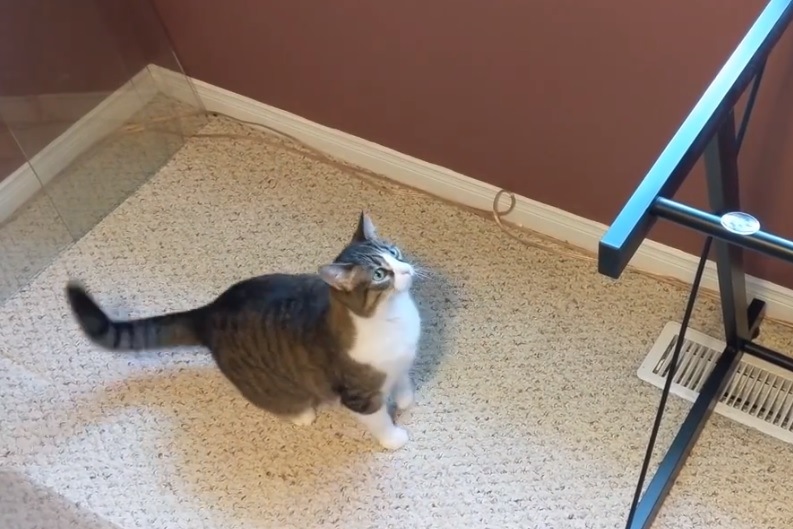 Levették az asztal üveglapját, de ezt a macsek az istenért sem fogta fel – videó