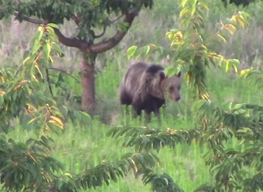 Békésen cseresznyéző medvét videóztak Borsodban