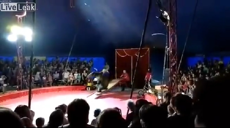 Idomárára támadt a medve a cirkuszban a nézők előtt – brutális videók