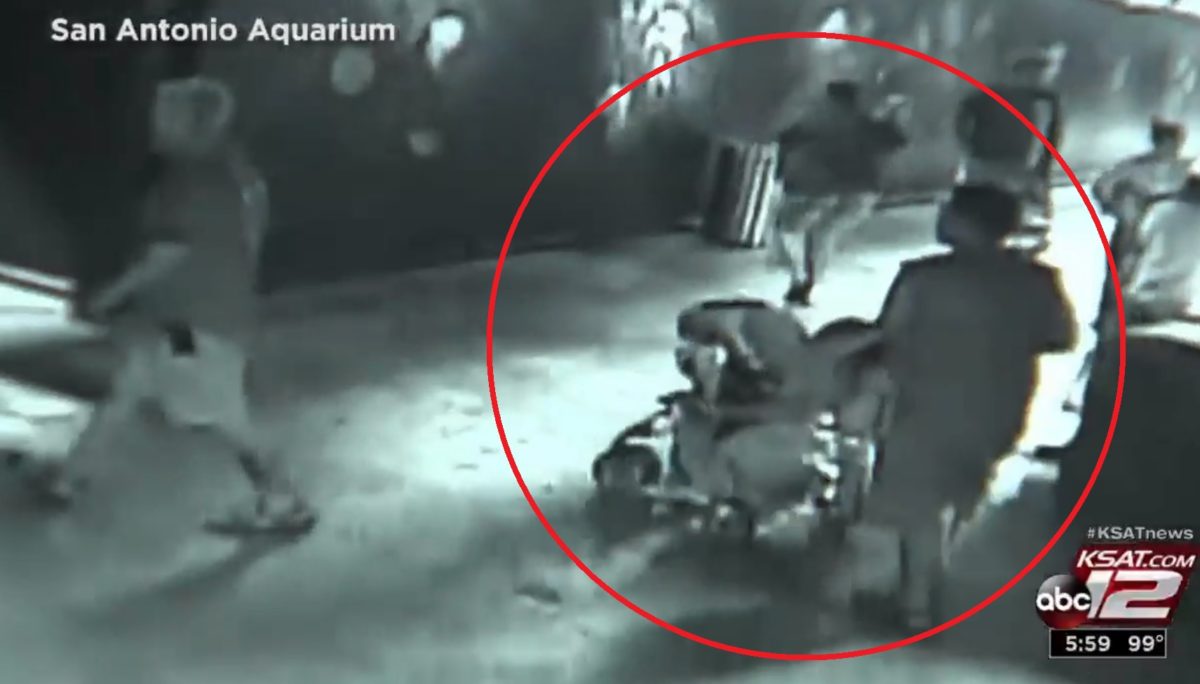 Kisbabának álcázva loptak ki egy cápát az akváriumból – videó