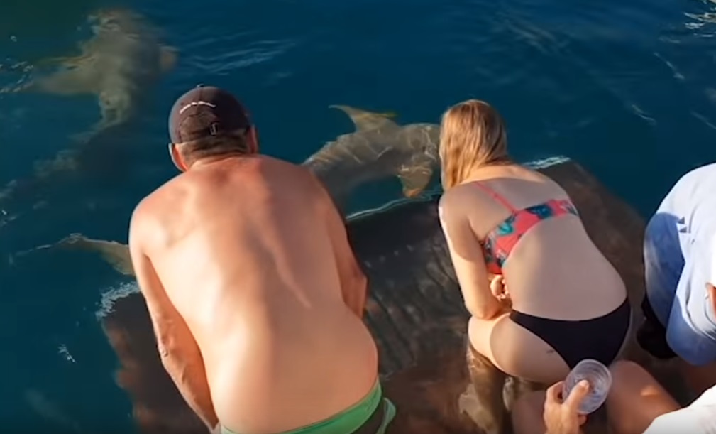 Kezéből etette a cápát a nő, szempillantás alatt jött a rettenetes fordulat – videó