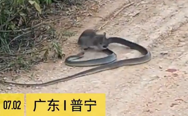 Kígyót fogó egeret videóztak Kínában