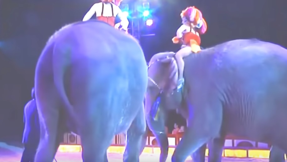 Nézők közé lökött egy bevadult elefánt egy másikat a cirkuszban, videón a jelenet