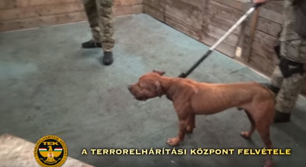 Vágóhídon tartottak kutyaviadalt Mohácson, lecsapott a TEK – videó