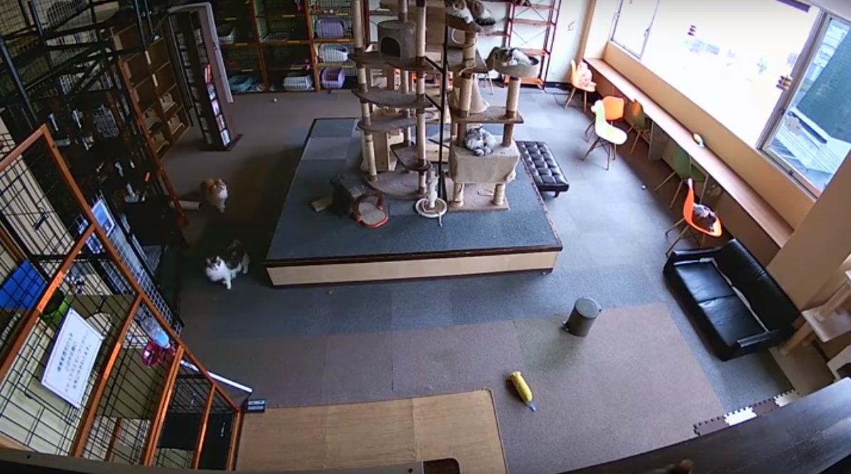 10 másodperccel a földrengés előtt már jelezték a macskák a szörnyű bajt – videó