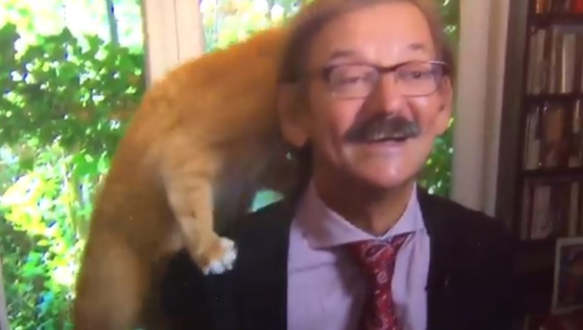 Figyeleméhes macska lopta el a show-t interjú közben – videó