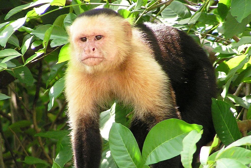 A kőkorba lépett egy csapat majom Panamában – videó