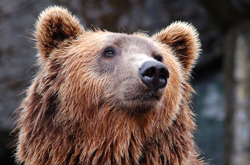 Tehenet mészárolt egy medve Bükklokán – fotó