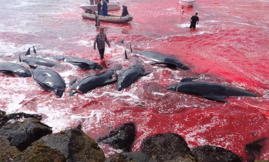 Vörös lett a tenger a rettenetes bálnamészárlástól – videó