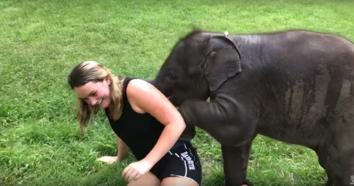 A turistákat ölelgető kiselefántnál nem látsz ma tündéribbet – videó