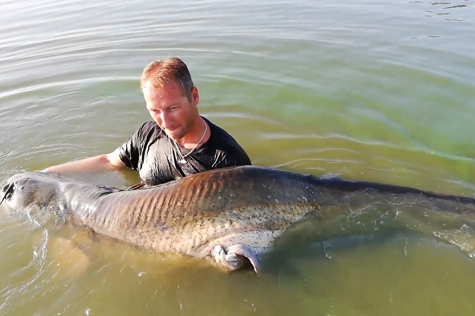 Gigantikus halszörnyet fogtak Baranyában – videó