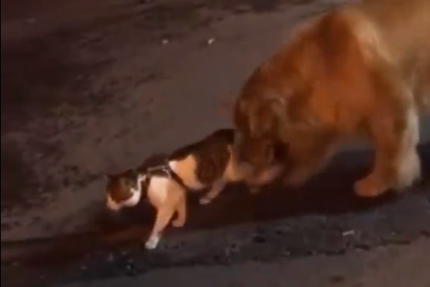 Egy kötekedő macska és az őt védő kutya videóján ámul az internet