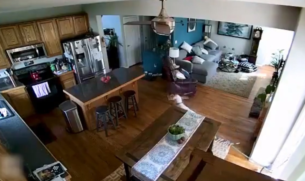 Behúzta a slagot a házba a kutya, pontosan tudod, mi történt ezután – videó