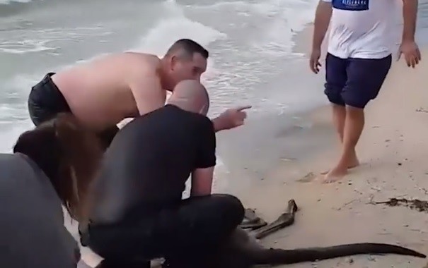 Újraélesztették az óceánba rohant kengurukölyköt a rendőrök – videó