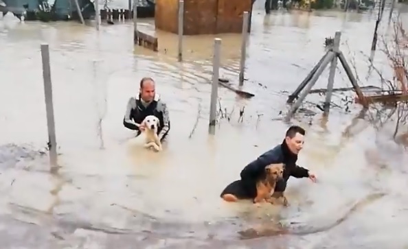 250 kutyát mentettek meg a fulladástól egy elárasztott olasz menhelyen – videó