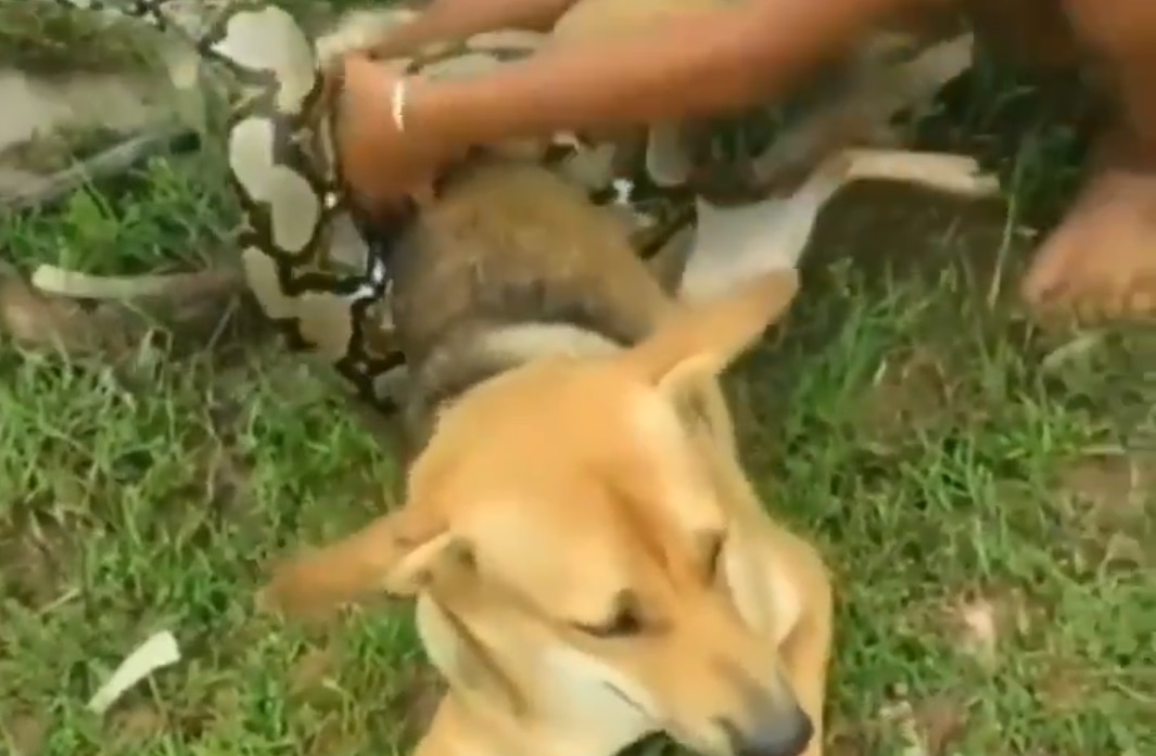 Óriáskígyó szorításából mentették meg a kutyát a hős gyerekek – videó