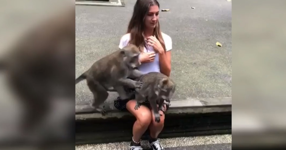 Egy turista ölében kezdte el meghágni egymást két majom – videó