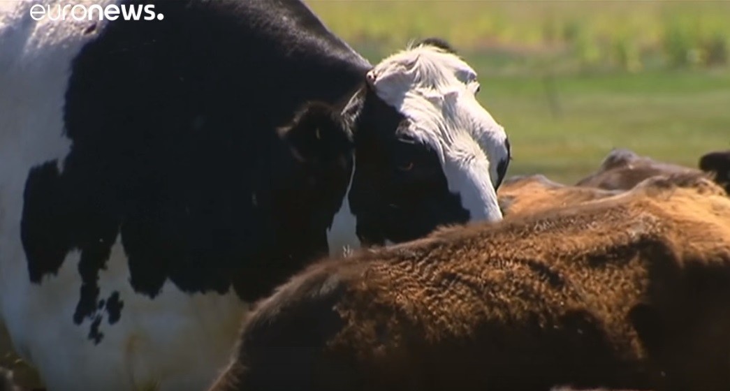 Levághatatlanul nagyra nőtt egy tehén Ausztráliában – videó