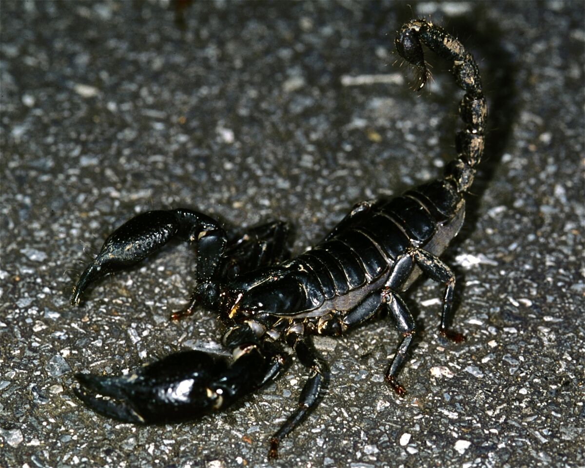 Ázsiai erdei skorpió (Heterometrus spinifer). (Fotó: Flickr/Bernard DUPONT)